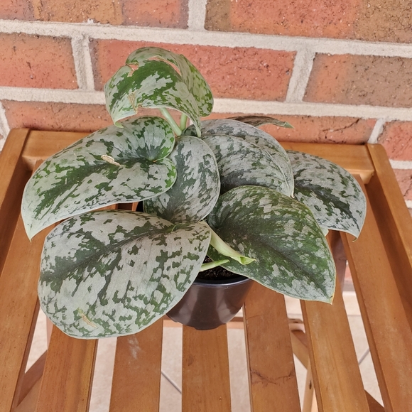 SOLD 🌱Scindapsus Pictus Exotica 3.5" pot - Picture 5 of 11